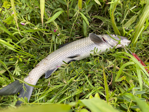 ニゴイの釣果