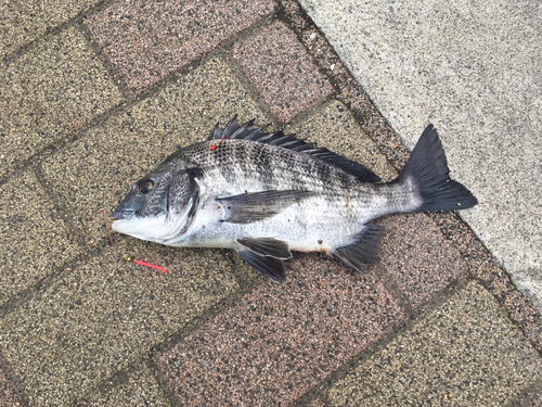 クロダイの釣果