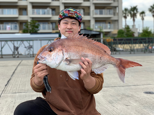 マダイの釣果