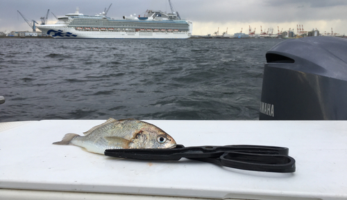 イシモチの釣果