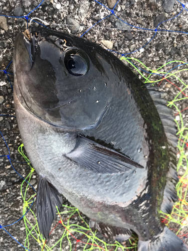 メジナの釣果