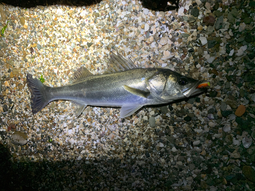 セイゴ（マルスズキ）の釣果