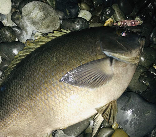 メジナの釣果