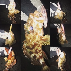 カサゴの釣果