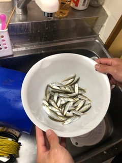 アジの釣果