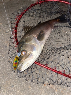 スズキの釣果