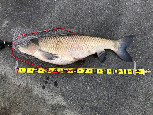 ソウギョの釣果