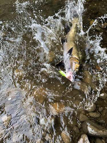 ニゴイの釣果