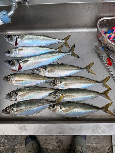 アジの釣果