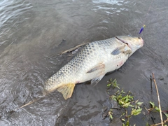 コイの釣果