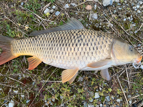 コイの釣果