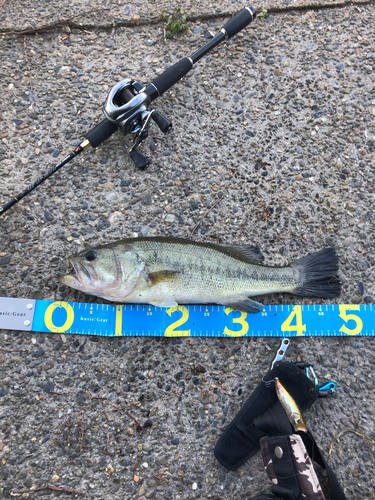 ブラックバスの釣果