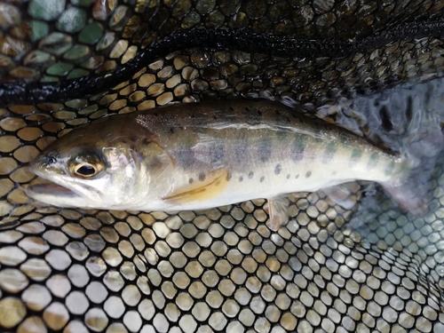 ヤマメの釣果