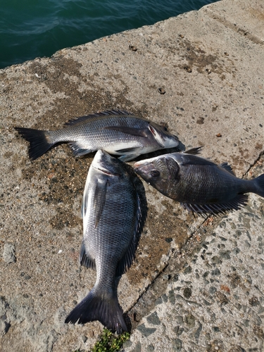 チヌの釣果