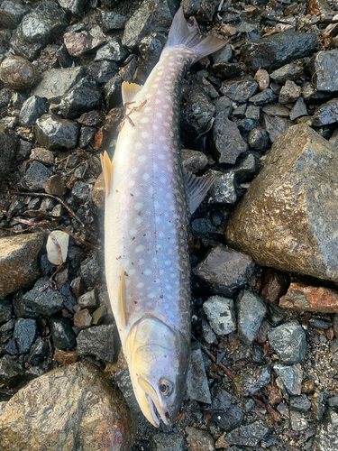 アメマスの釣果