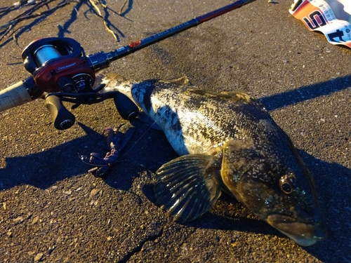 アイナメの釣果