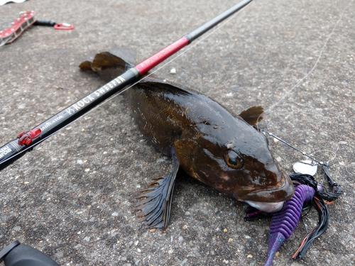 アイナメの釣果