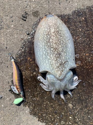 シリヤケイカの釣果