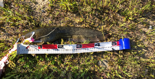 ニホンナマズの釣果