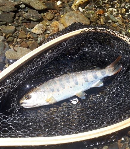 アマゴの釣果