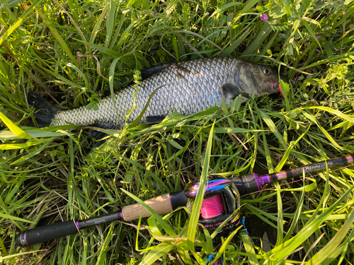 ニゴイの釣果