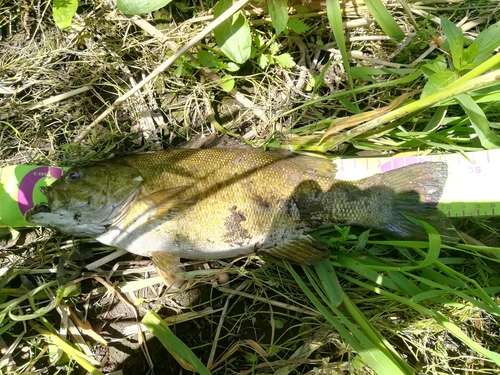 スモールマウスバスの釣果