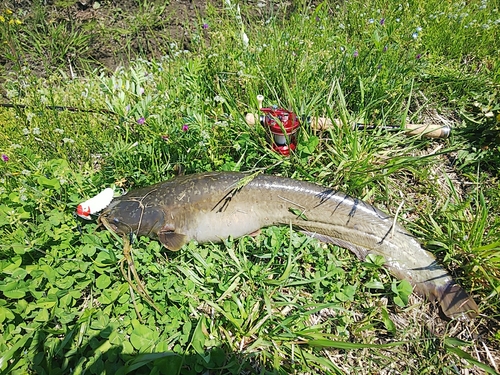 ナマズの釣果