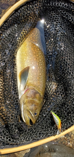 ヤマトイワナの釣果