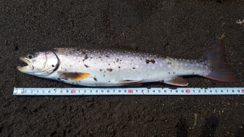 アメマスの釣果