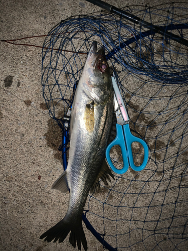 シーバスの釣果