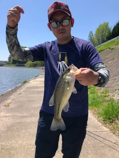 ラージマウスバスの釣果