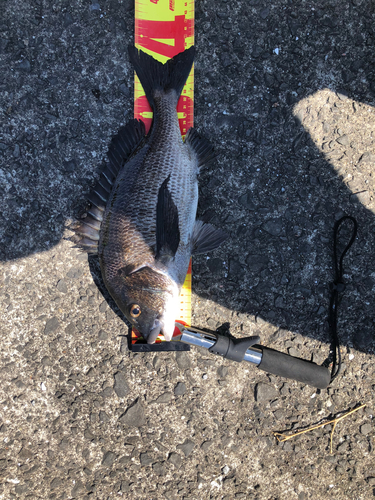 チヌの釣果