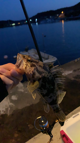 タケノコメバルの釣果