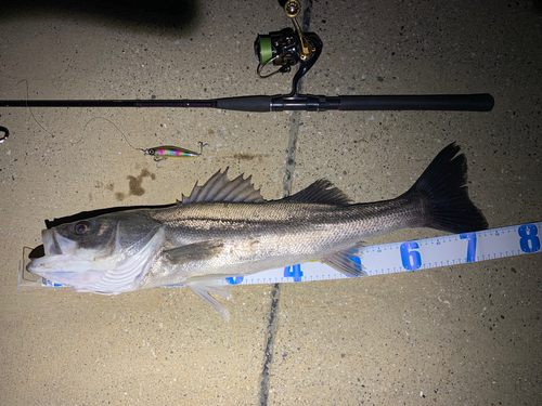 シーバスの釣果