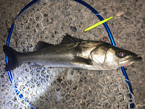 フッコ（マルスズキ）の釣果