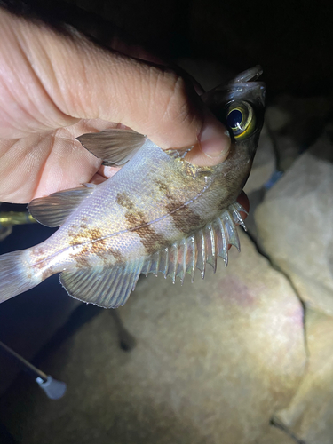 シロメバルの釣果