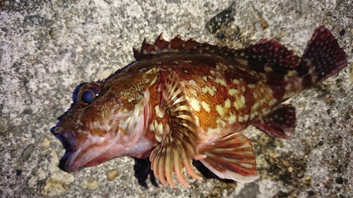 カサゴの釣果