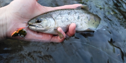 アマゴの釣果