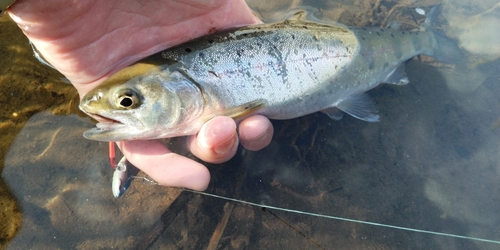 アマゴの釣果