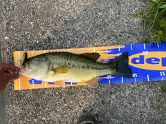 ブラックバスの釣果