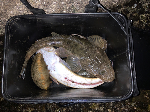 マゴチの釣果