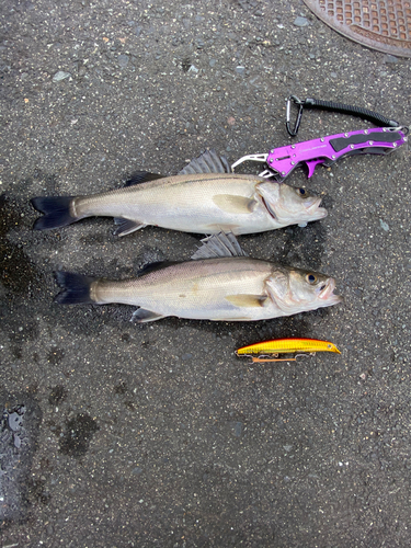 シーバスの釣果