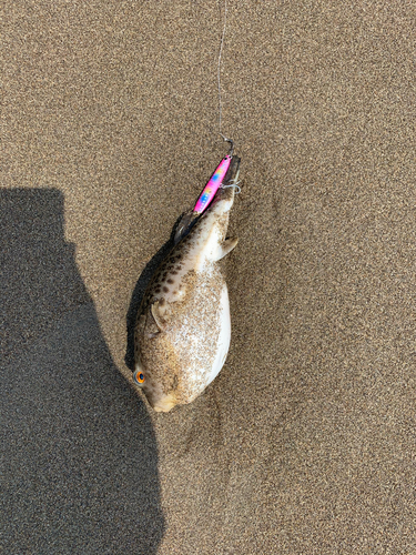 アカメフグの釣果