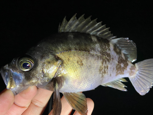 クロメバルの釣果