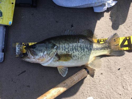 ブラックバスの釣果