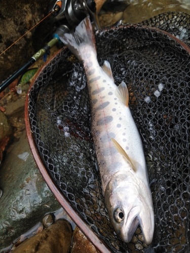 ヤマメの釣果