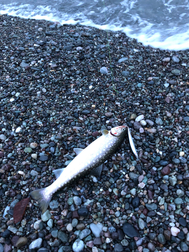 アメマスの釣果