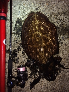 コウイカの釣果