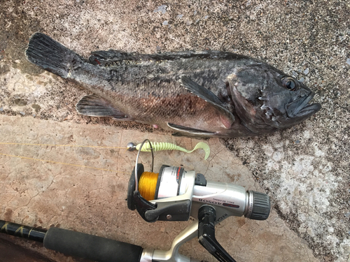 クロソイの釣果