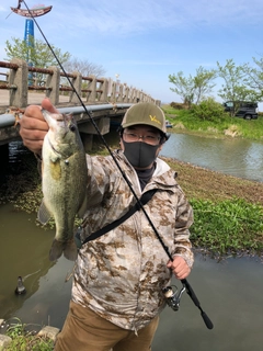 ラージマウスバスの釣果